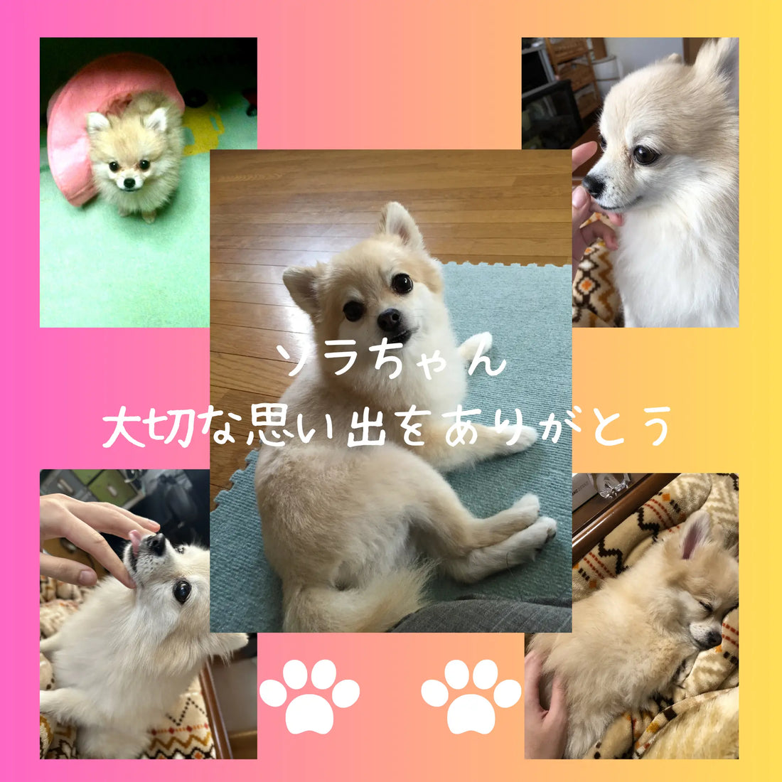 【寄付実績額公開】2026年4月サービス開始月