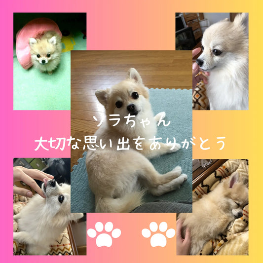 【寄付実績額公開】2026年4月サービス開始月